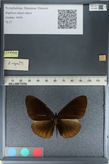 Media type: image;   Entomology 160963